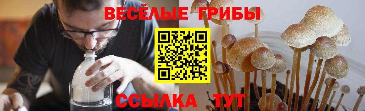 Галлюциногенные грибы мицелий  Псилоцибиновые грибы прущие грибы  Павловский Посад  где продают   Вход с VPN 